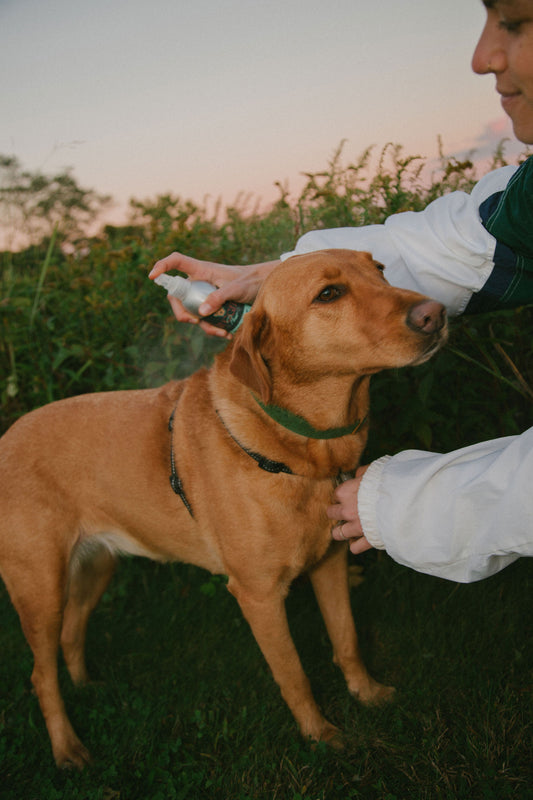 Refreshing All Natural Relief Spray | Rugged Paw